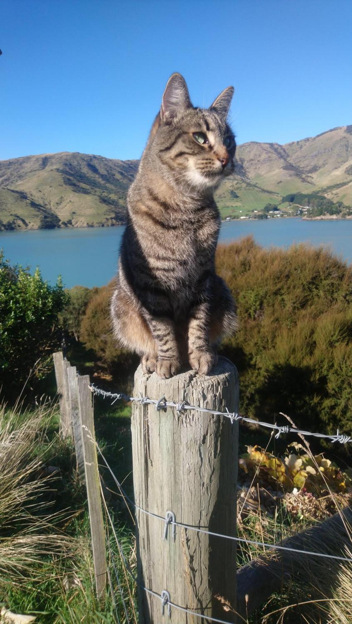 Port Levy B & B Christchurch Buitenkant foto